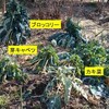  寒波に襲われた葉もの野菜