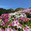 三室戸寺のツツジ🌺2024