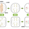 【文献紹介】加齢ショウジョウバエの精子産生減少のメカニズム～生殖細胞系列幹細胞の分裂減少～