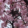 馬見丘陵公園の河津桜と梅を見に行ってきました。20250316