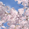 【桜咲く】春に聞きたい歌ランキング【平成ソング決定版】