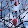 いろいろ決まる今週