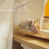 隙間に寝るももたに癒される。この感覚、子供の寝相を愛でる感じと一緒だ。