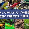 チェリーシュリンプの種類・仲間を色別に紹介！おすすめ13種！