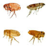 Getting Rid of Fleas in the Home