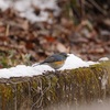 #062  枝かぶりコンクールが開催されました　【受賞】ミヤマホオジロ・アオゲラ・シロハラ・ルリビタキ 敬称略