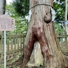 青梅 御嶽神社「子授檜」へ祈願にいってきました