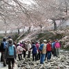 桜まだ２分咲き　町田市・恩田川でウオーキング