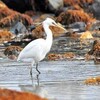 函館に絶滅危急種カラシラサギ