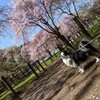 おはぎとお花見　秩父　清雲寺と東秩父　白石地区