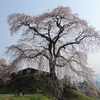 石塚1号墳と石塚桜・麻績（おみ）の里　長野県飯田市座光寺　古墳と桜の飯田紀行（26）