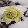 雨水　季節を愛でる