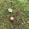 きのこのこのこ