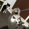 じゃれっこ棒 丸タイプ セリアで入手 猫のおもちゃ 手で動かすタイプは、ハズレはありません