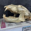 １月８日　正月太り。