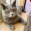 別れの季節の海鮮丼　コテツ猫食堂4(コテツ　猫　11カ月)