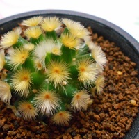 マミラリア・カルメナエの成長記録。2016年と2021年を見比べてみる。