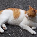 食べるだけの毎日とその記録