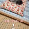 おやつ代は桃惠のごはんに