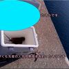 伊勢エビ釣りはポイントが重要、よく釣れる新仕掛け