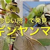 「こんな所にギンヤンマ」