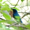 日本　オオルリのオスと幼鳥