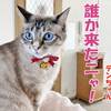 ウツ病の猫が激ヤセから生還したら若返ってしまった。