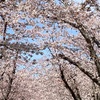 札幌近郊随一の桜スポットと胸を張って言える石狩市厚田の戸田記念墓地公園に2年連続の訪問