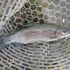 師匠のニジマス