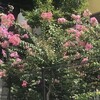 百日紅
