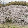 やっぱり🌸桜三昧。そして楯崎神社元宮。