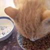 ダイちゃんが忙しそうです
