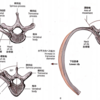 肋椎関節と胸郭の運動