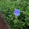 お守りの傘