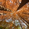🍁紅葉が見頃の小石川植物園😊