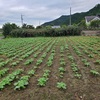 野菜畑の除草＆手入れ