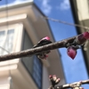 アーモンドの花の季節🌸（追記あり）