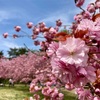 ようやくの八重の桜