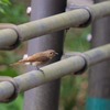 オオルリ母さん