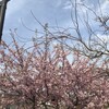 河津桜