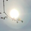 「寅壱」と「うさと」
