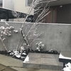 雪×ﾓﾙﾀﾙ壁　一宮市　一条工務店