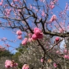 小さな悦び