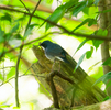 野鳥撮影 in 本栖湖周辺（コルリいました）