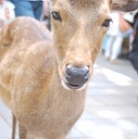 京都人になりきれない