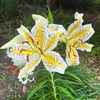 ヤマユリの花と香り
