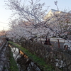 近所の桜もほぼ満開に