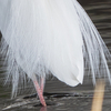 🦜野鳥捜索隊【141】ダイサギの飾り羽が美しい季節