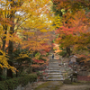 京都の名残紅葉１・東福寺