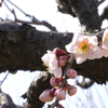 梅の花、大阪城公園。パート２。